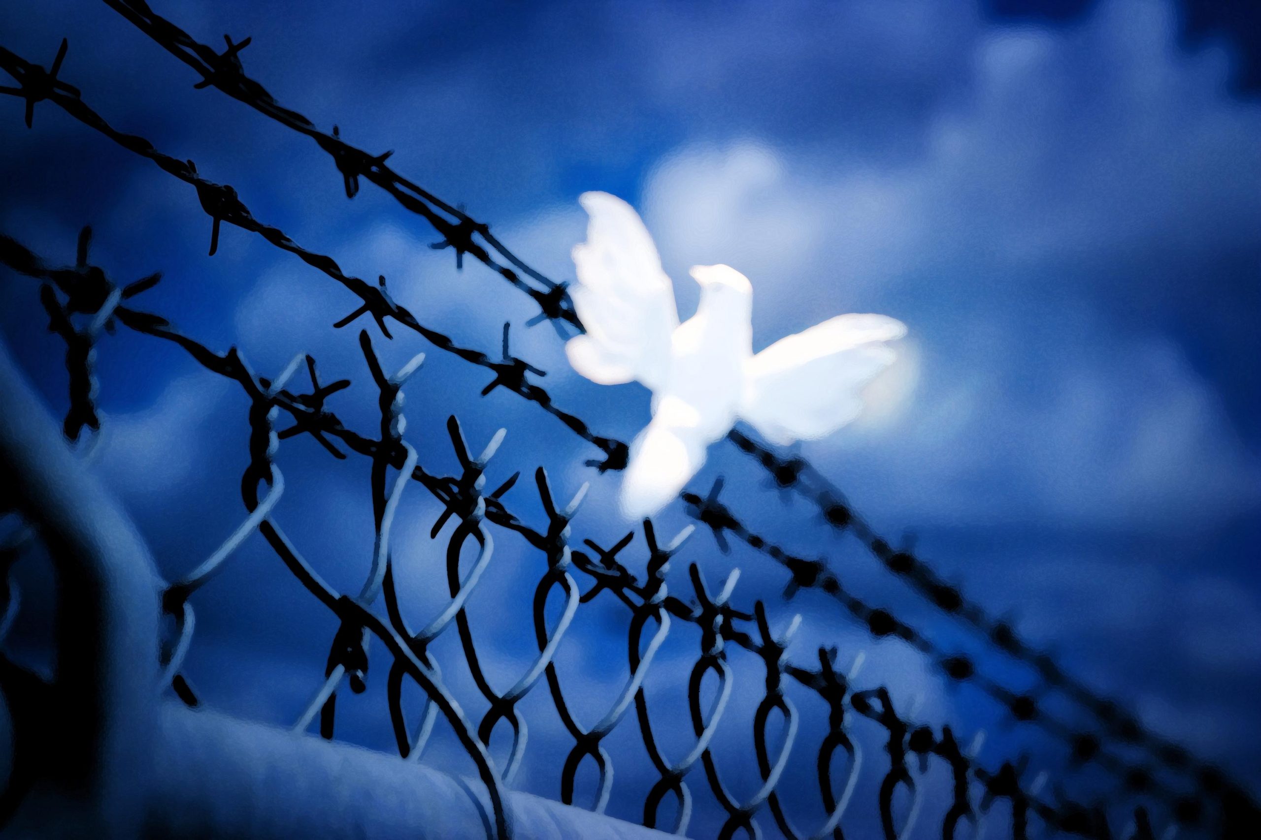 White bird sitting on barbed wire fence